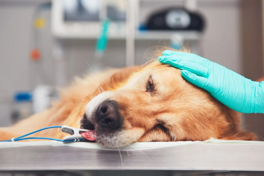 How Veterinary Hospitals Ensure Safe Anesthesia For Pets