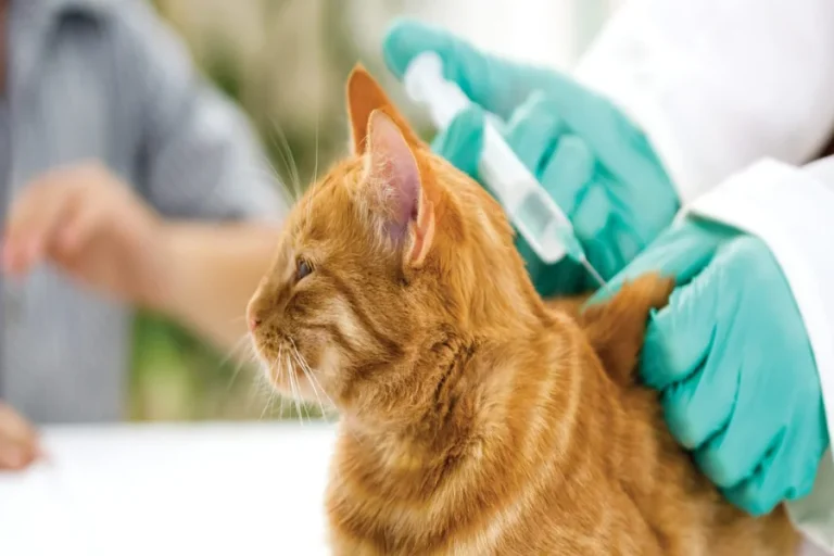 Why Spay And Neuter Programs Are Central To Animal Clinics